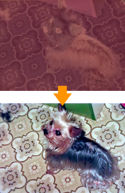 ペットの写真