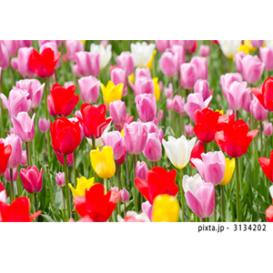 動物・植物（写真3,200点）