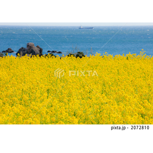動物・植物（写真3,200点）