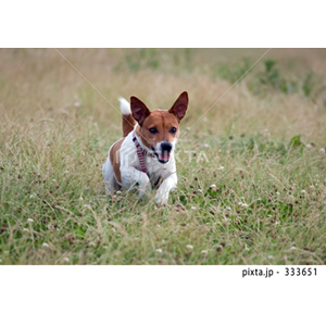 動物・植物（写真3,200点）