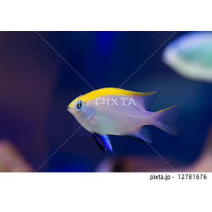 動物・植物（写真3,200点）