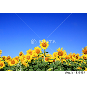 動物・植物（写真3,200点）