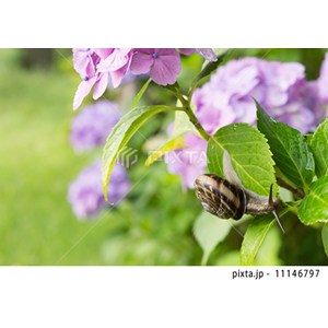 動物・植物（写真3,200点）
