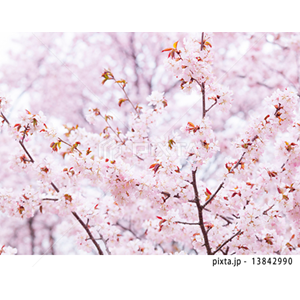 動物・植物（写真3,200点）