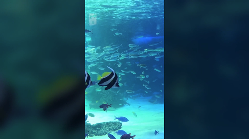 縦長動画もきれいに .