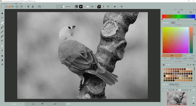 モノクロ写真を、カラーにできる