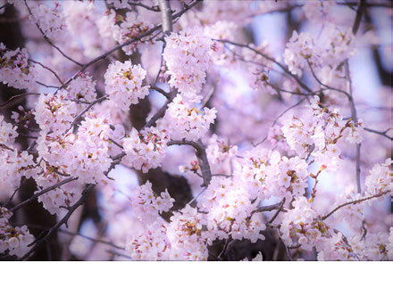 桜の風景
