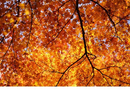 紅葉の風景