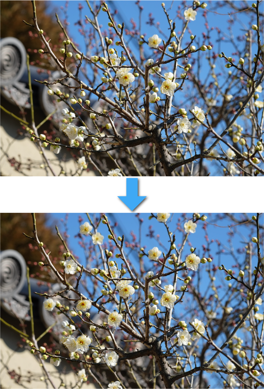 コピースタンプで花を増やす