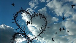 ロマンス - 10本収録