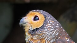 動物 - 10本収録