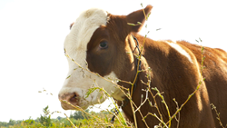 動物 - 10本収録