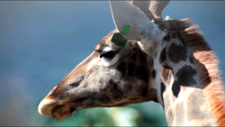 動物 - 10本収録