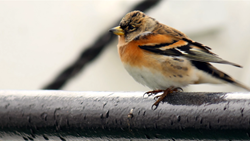 動物 - 10本収録