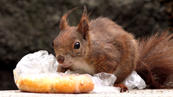 動物 - 10本収録