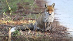 動物 - 10本収録