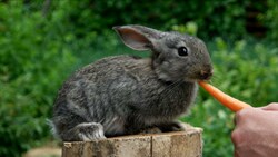 動物 - 10本収録