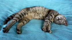 動物 - 10本収録