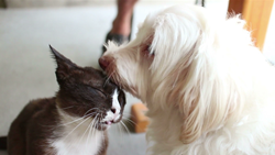 動物 - 10本収録