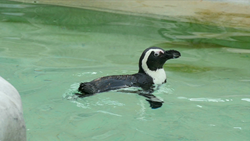 動物 - 10本収録