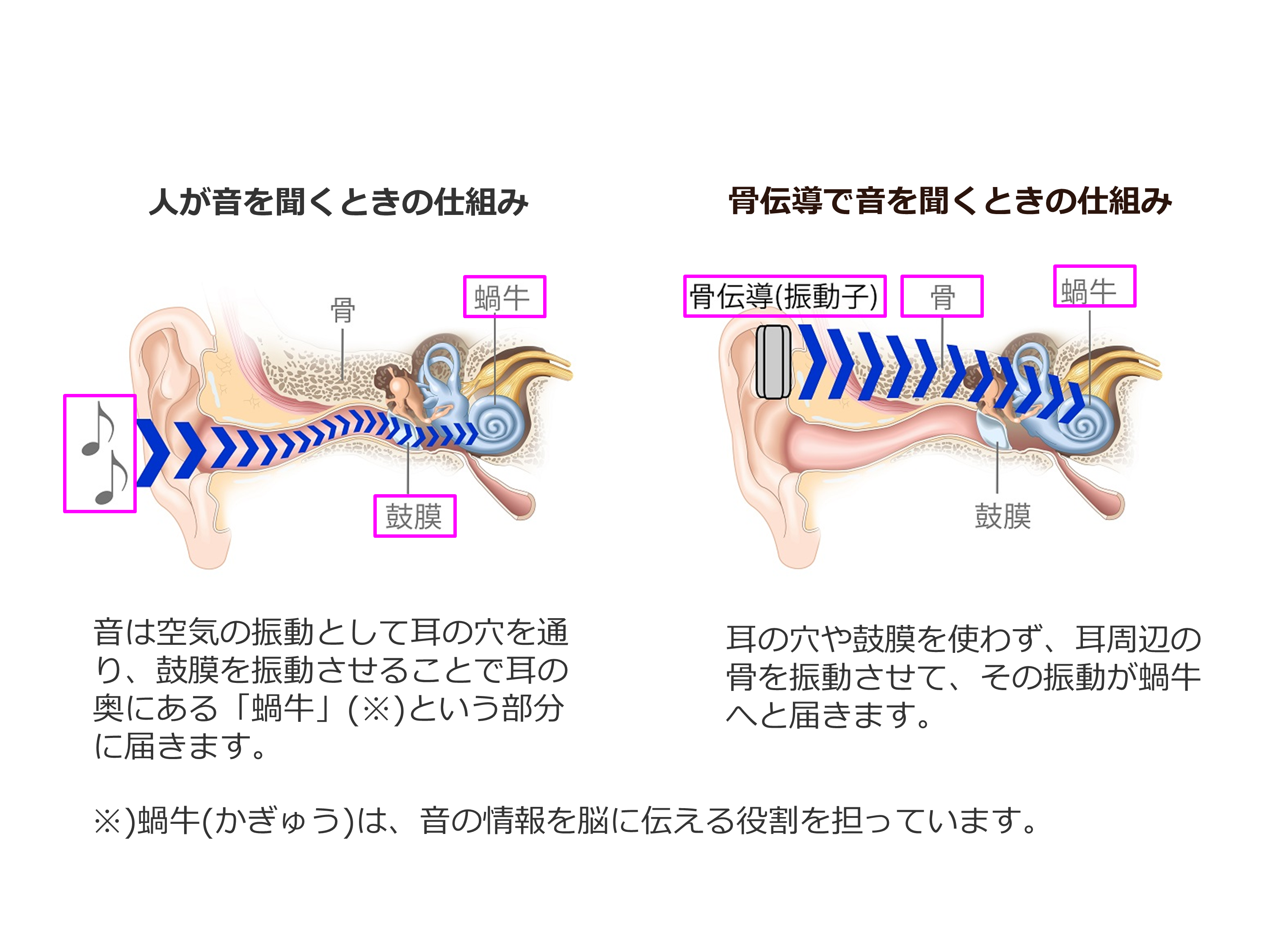 骨伝導の仕組み