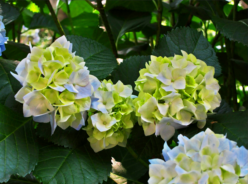 ①HDR（ハイダイナミックレンジ）フィルタ