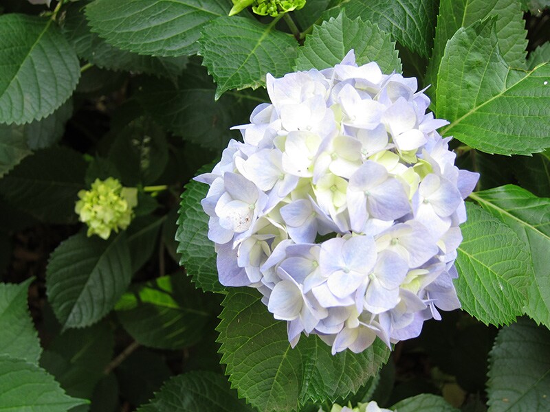④色相・彩度