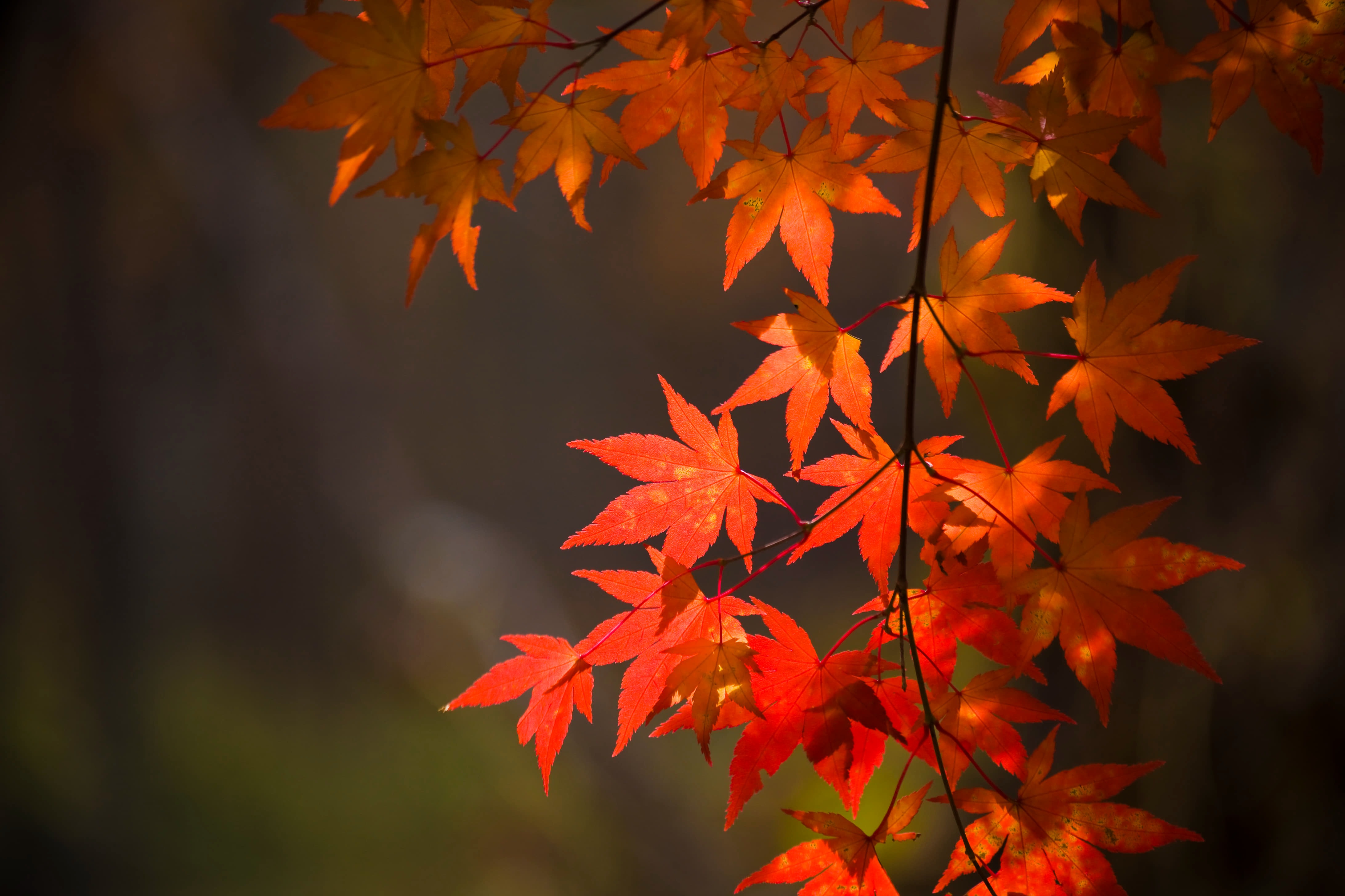 高画質の写真素材1,000点