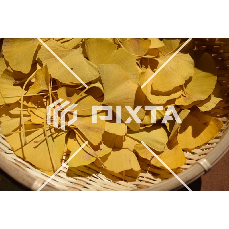 植物・花・動物・鳥（写真4000点）