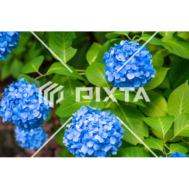 植物・花・動物・鳥（写真4000点）