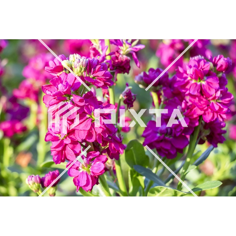 植物・花・動物・鳥（写真4000点）