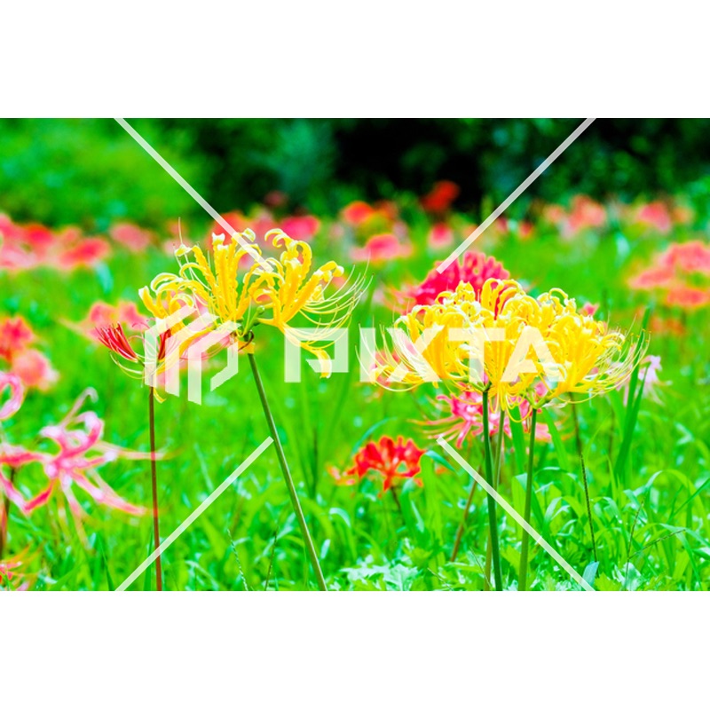 植物・花・動物・鳥（写真4000点）