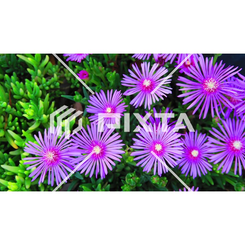 植物・花・動物・鳥（写真4000点）