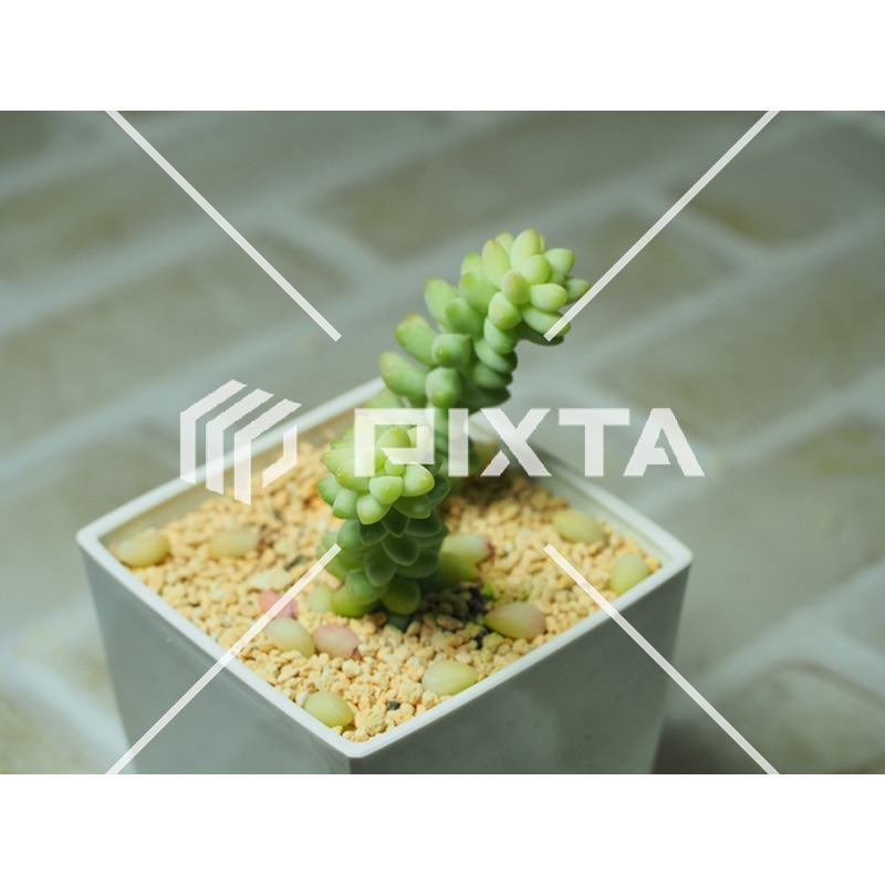 植物・花・動物・鳥（写真4000点）