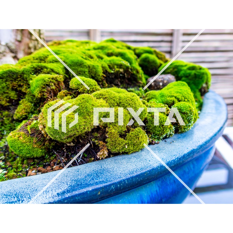 植物・花・動物・鳥（写真4000点）