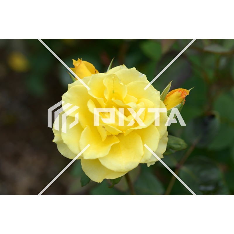 植物・花・動物・鳥（写真4000点）