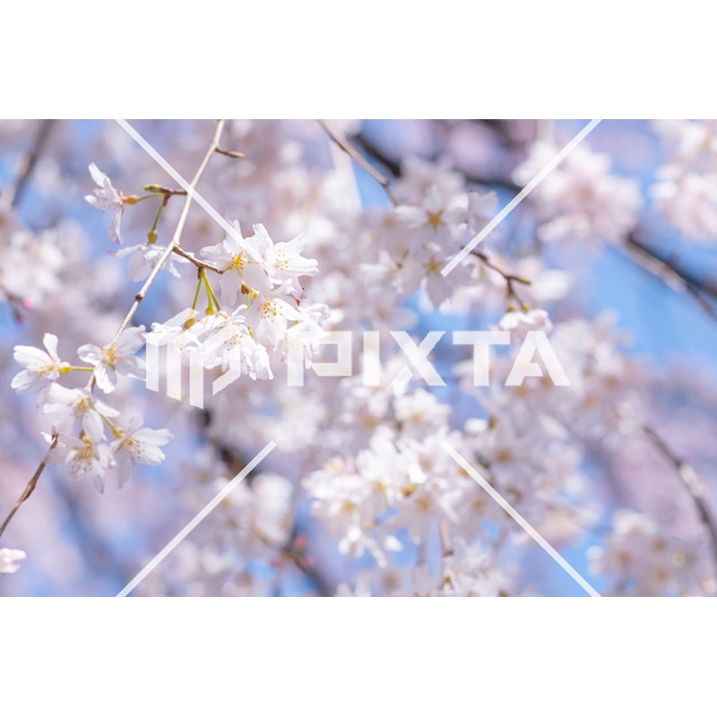 イベント・行事1（写真9000点）