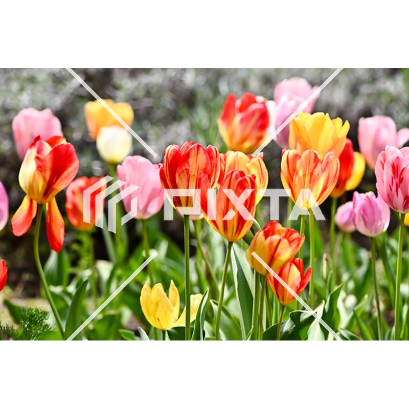 植物・花・動物・鳥（写真4000点）