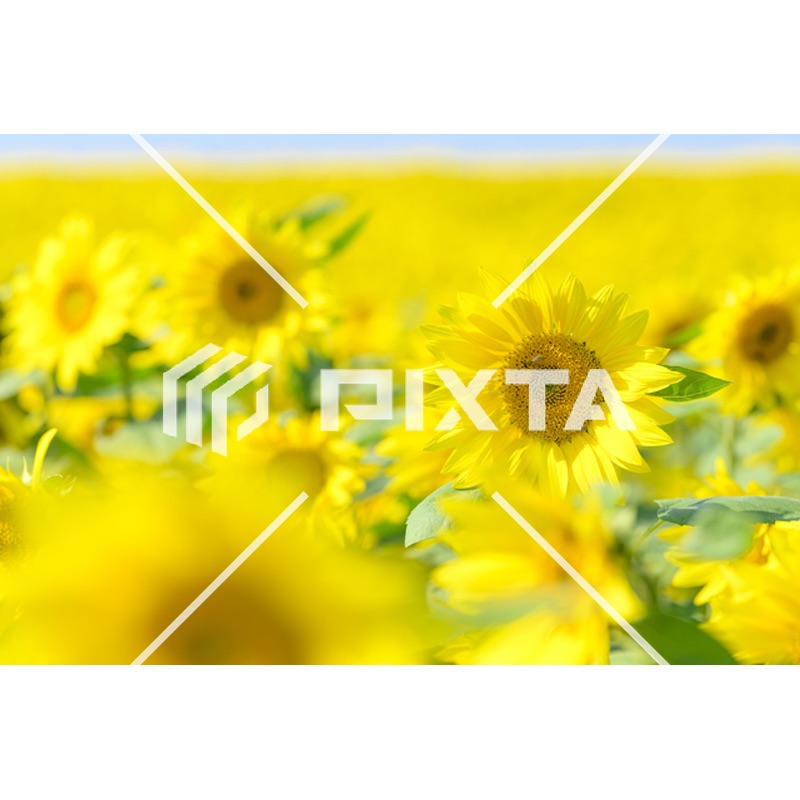 植物・花・動物・鳥（写真4000点）