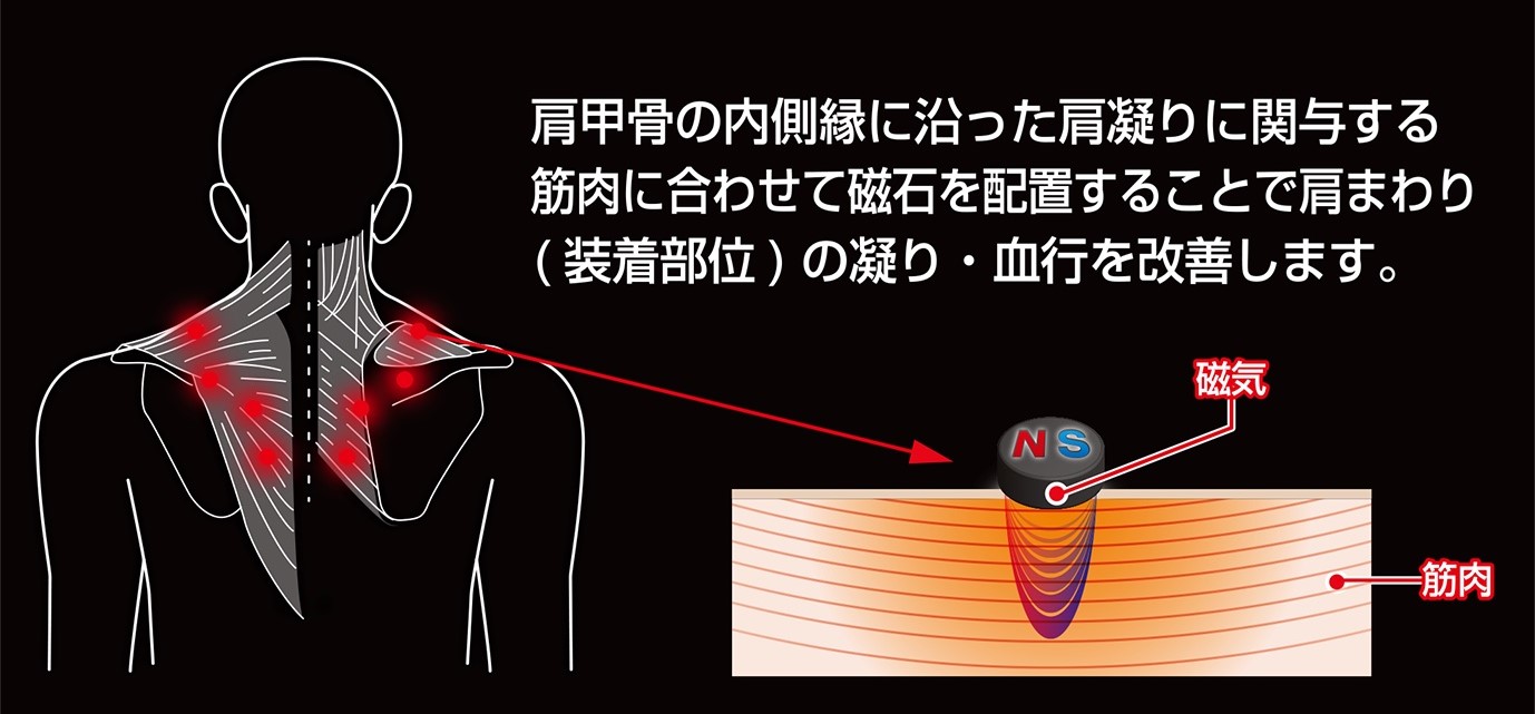 筋肉に合わせた磁石配置