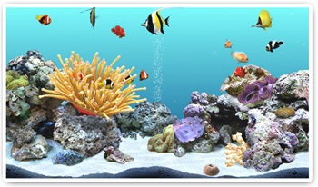 Digifish Clownfish 無料プレゼント ソースネクスト総合サイト